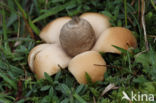 Viltige aardster (Geastrum saccatum)