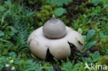 Viltige aardster (Geastrum saccatum)