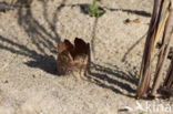 Zandtulpje (Peziza ammophila)