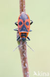 Vuurwants (Pyrrhocoris apterus)