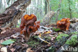 Bisschopsmuts (Gyromitra infula)