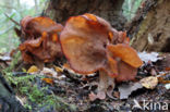 Bisschopsmuts (Gyromitra infula)