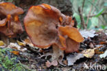 Bisschopsmuts (Gyromitra infula)