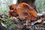 Bisschopsmuts (Gyromitra infula)