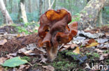 Bisschopsmuts (Gyromitra infula)