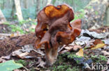 Bisschopsmuts (Gyromitra infula)