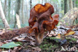 Bisschopsmuts (Gyromitra infula)