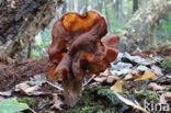 Bisschopsmuts (Gyromitra infula)