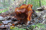 Bisschopsmuts (Gyromitra infula)