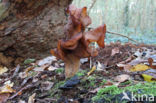 Bisschopsmuts (Gyromitra infula)