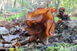 Bisschopsmuts (Gyromitra infula)