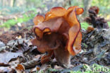 Bisschopsmuts (Gyromitra infula)