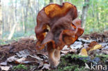 Bisschopsmuts (Gyromitra infula)