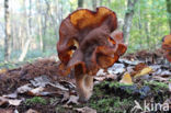 Bisschopsmuts (Gyromitra infula)