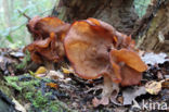 Bisschopsmuts (Gyromitra infula)