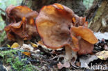 Bisschopsmuts (Gyromitra infula)