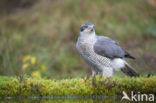 Goshawk (Accipiter gentilis)