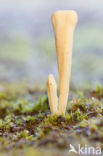 Moor Club (Clavaria argillacea)