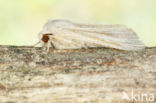 Large Wainscot (Rhizedra lutosa)