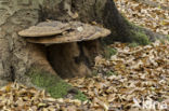 Platte tonderzwam (Ganoderma lipsiense)