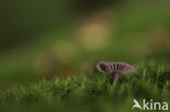 Amethyst Deceiver (Laccaria amethystina)