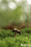 Amethyst Deceiver (Laccaria amethystina)