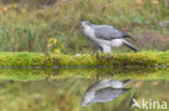 Goshawk (Accipiter gentilis)