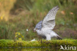 Goshawk (Accipiter gentilis)