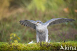 Goshawk (Accipiter gentilis)