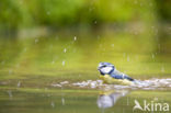 Blue Tit (Parus caeruleus)