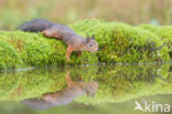 Red Squirrel (Sciurus vulgaris)