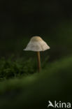 Brittlestem (Psathyrella spec.)