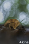 Milkcap (Lactarius spec.)