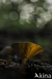 Milkcap (Lactarius spec.)