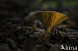 Milkcap (Lactarius spec.)