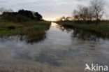 Amsterdamse waterleidingduinen