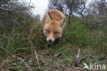 Fox (Vulpes vulpes)