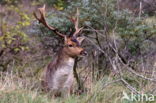 Fallow Deer (Dama dama)