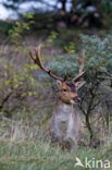 Fallow Deer (Dama dama)