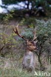 Fallow Deer (Dama dama)