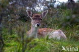 Fallow Deer (Dama dama)