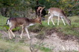 Fallow Deer (Dama dama)