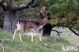 Fallow Deer (Dama dama)