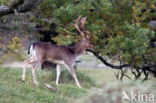 Fallow Deer (Dama dama)