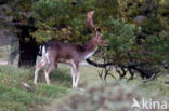 Fallow Deer (Dama dama)