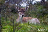 Fallow Deer (Dama dama)