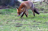 Fox (Vulpes vulpes)