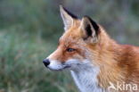 Fox (Vulpes vulpes)