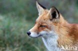 Fox (Vulpes vulpes)