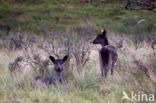 Fallow Deer (Dama dama)